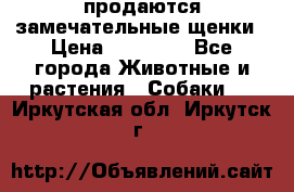 продаются замечательные щенки › Цена ­ 10 000 - Все города Животные и растения » Собаки   . Иркутская обл.,Иркутск г.